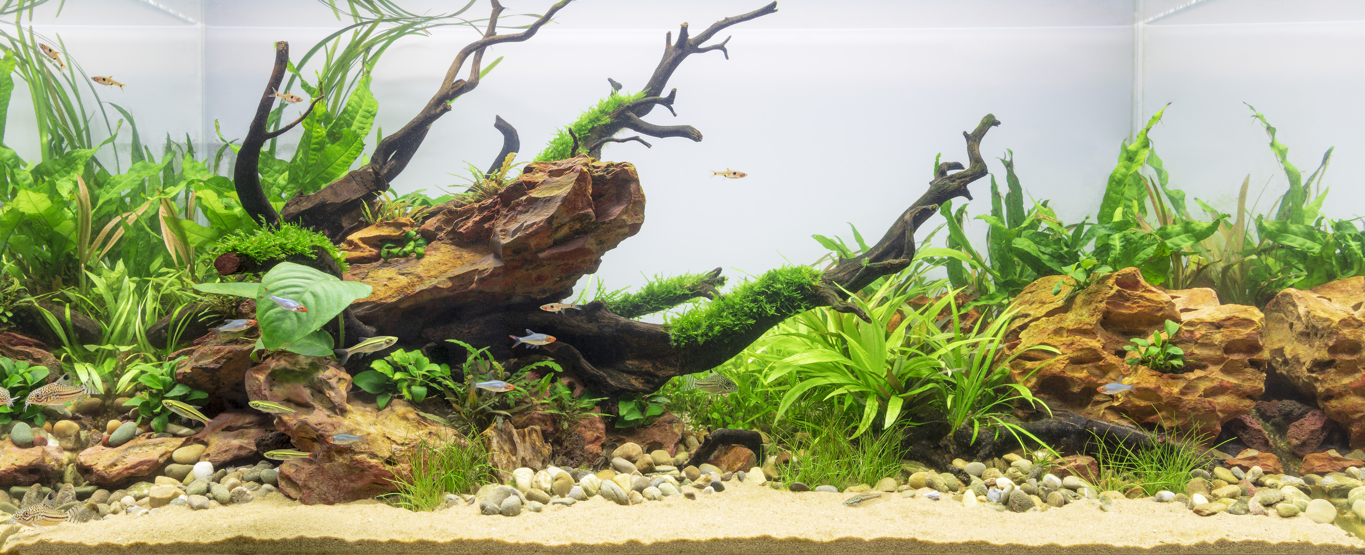 aménagement aquarium eau douce